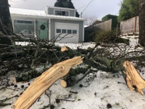 Tree damage in Southeast Portland on Monday.
