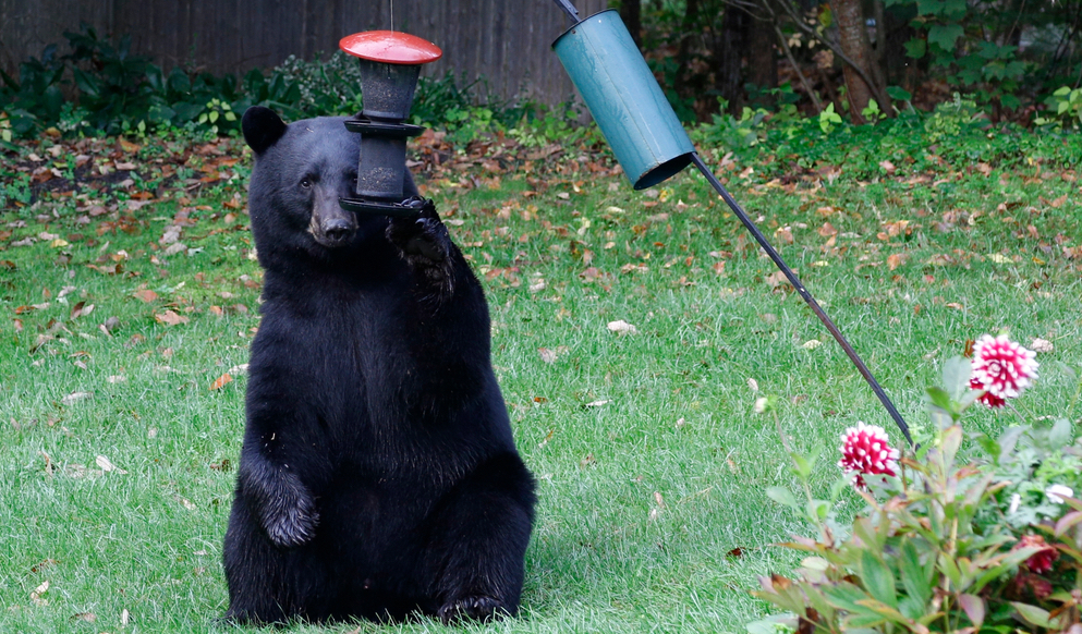 Bear knocking down a bird feeder